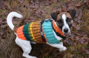 Dog Accessories