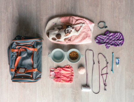 Dog Accessories